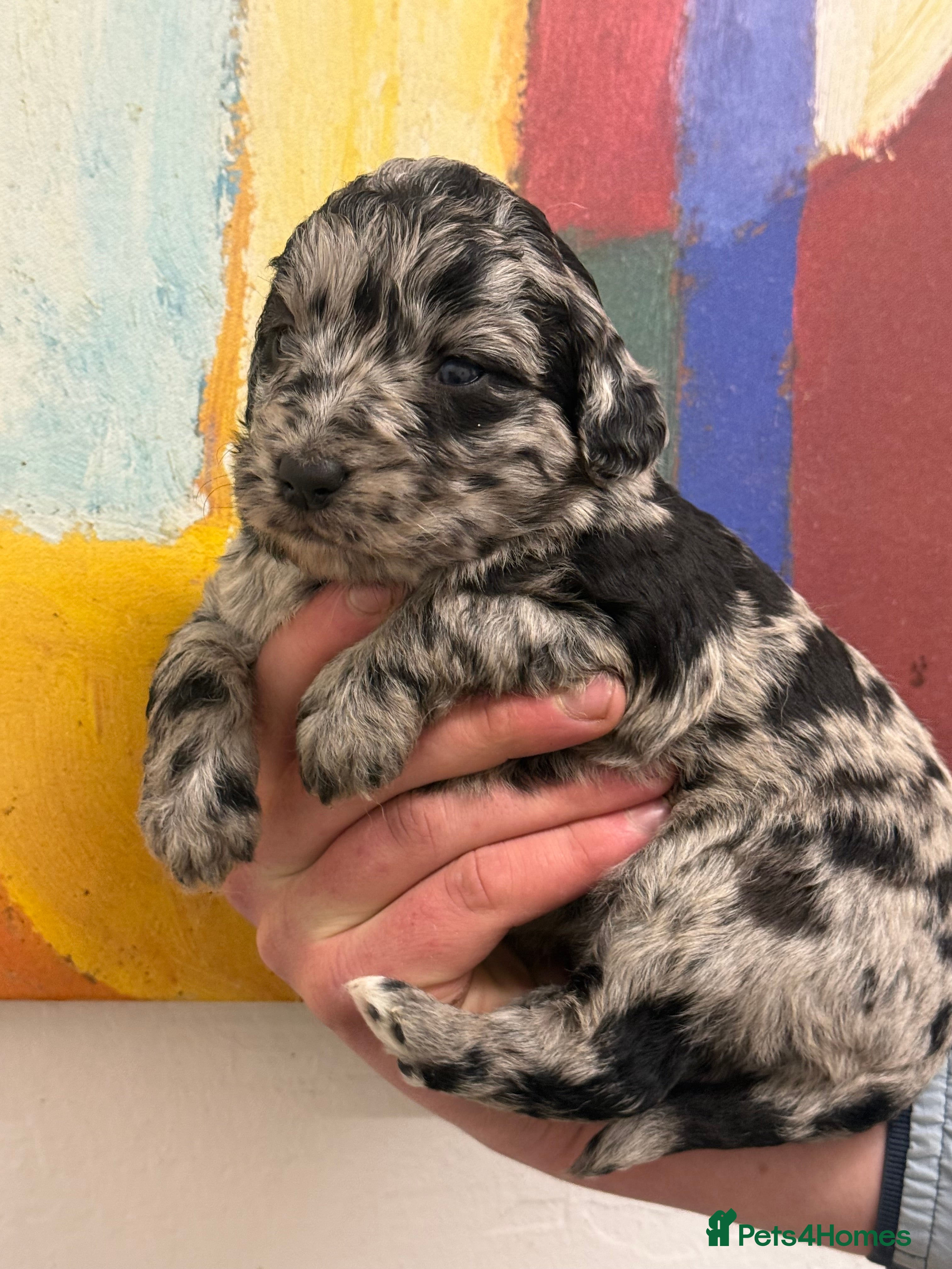 Labradoodle dogs Cracking F1 Labradoodles.  - Advert 3