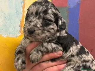 Labradoodle dogs Cracking F1 Labradoodles. - Advert 3