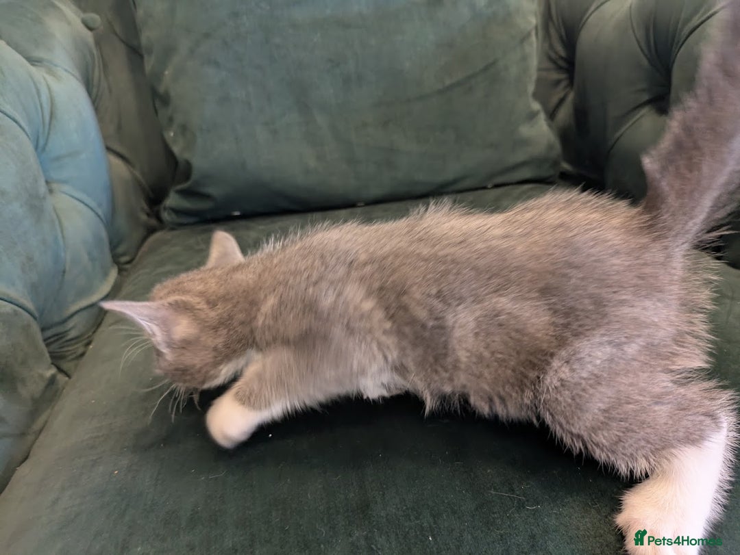 Mixed Breed cats for sale: 🐾 Adorable Kittens Ready for Their New Homes 🐾 - Image 12