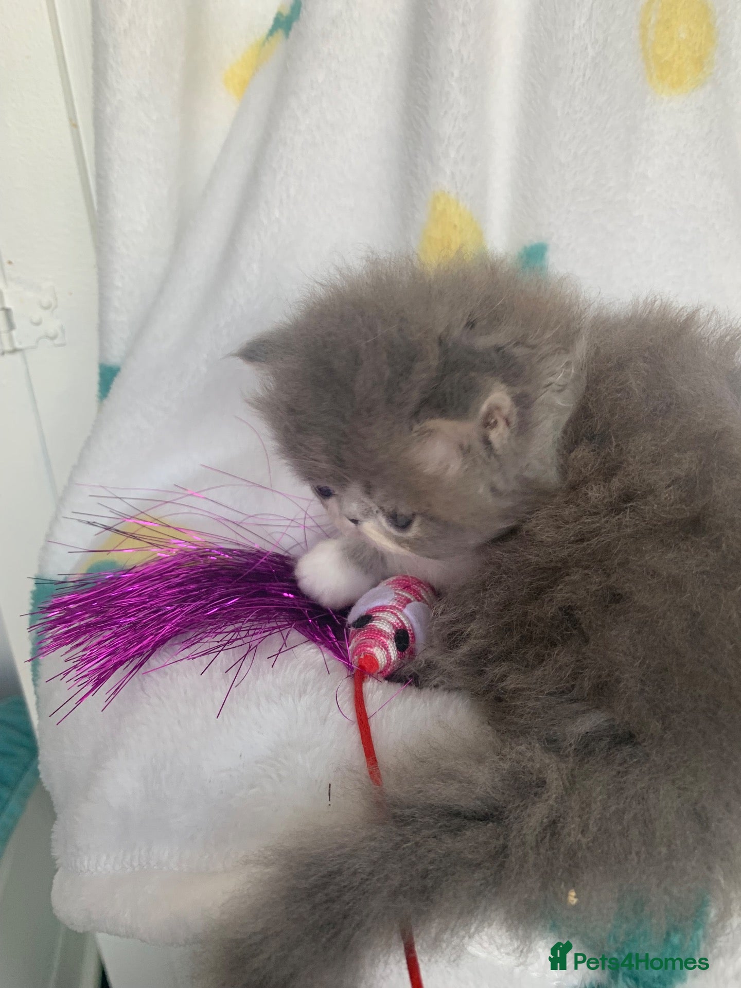Persian cats Pedigree Persian Kitten (Ready Now) - Advert 1