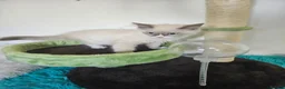 Ragdoll cats for sale: 2 Tica Ragdoll (Cherubim)Boys HCM and PKD Certyfic - Advert 15