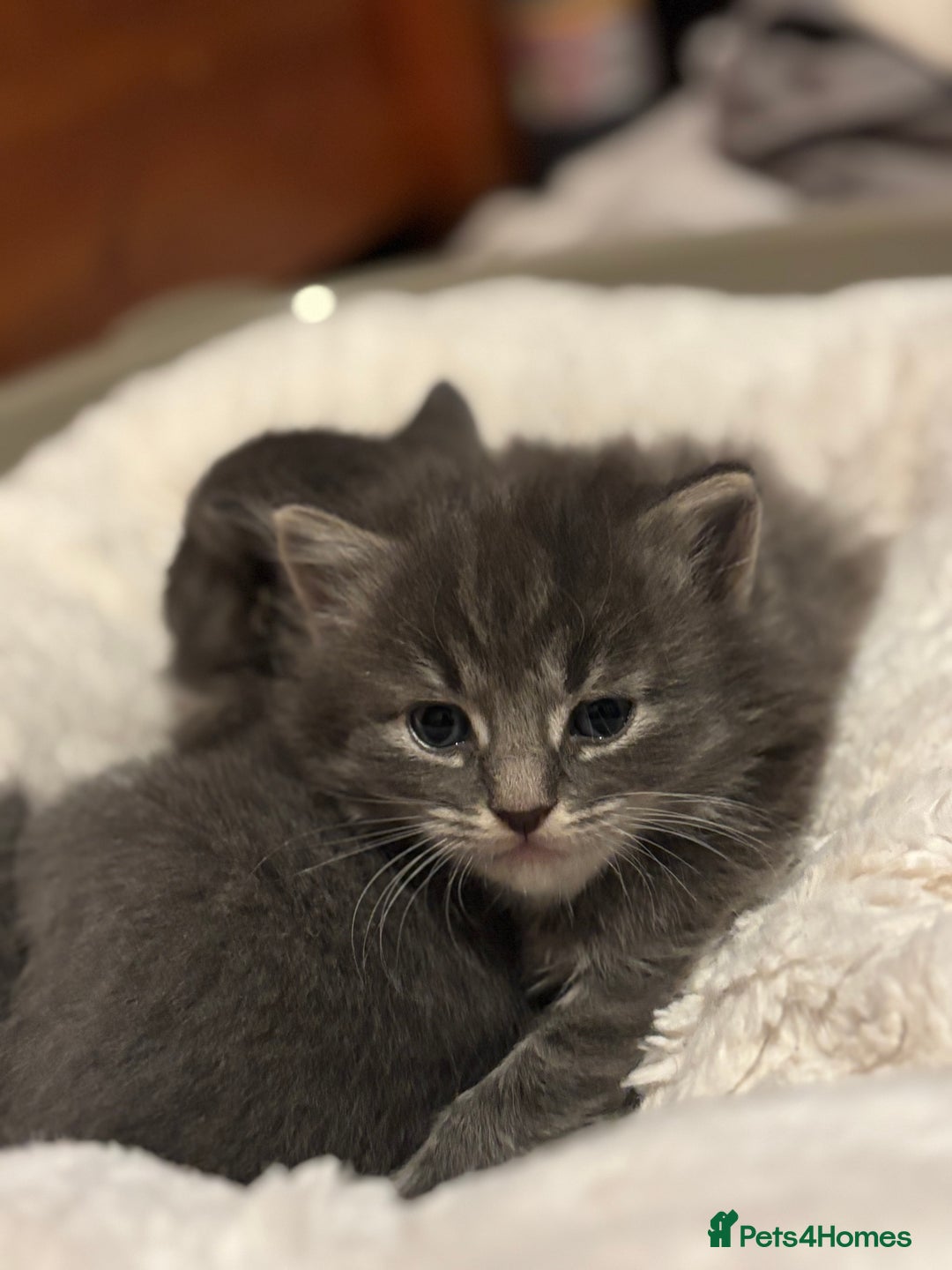 British Shorthair cats for sale: Beautiful grey kitten male  - Image 5
