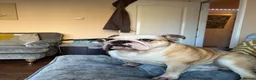 English Bulldog dogs for sale: Cookie - Advert 7
