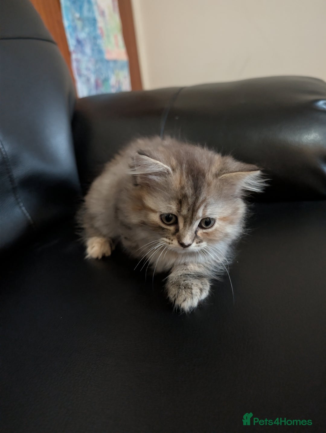 Mixed Breed cats for sale: Fluffy British Shorthair Mix Female Kitten  - Image 5