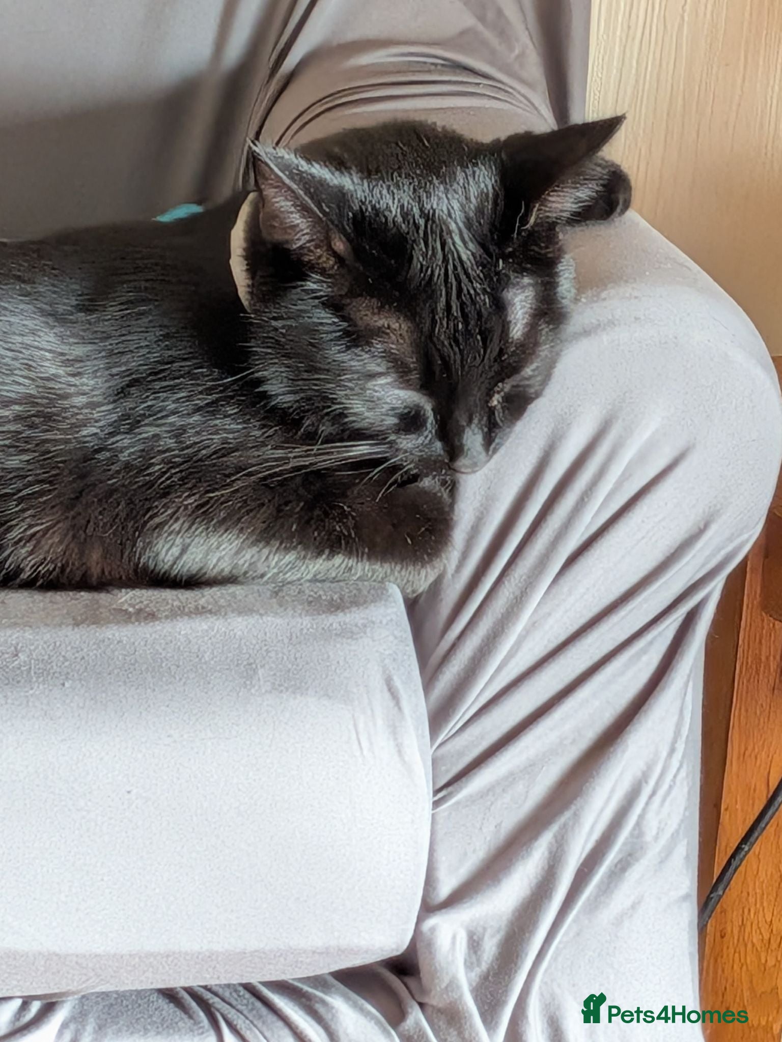 Mixed Breed cats Cats for rehoming - Advert 17