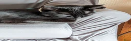 Mixed Breed cats for sale: Cats for rehoming - Advert 1