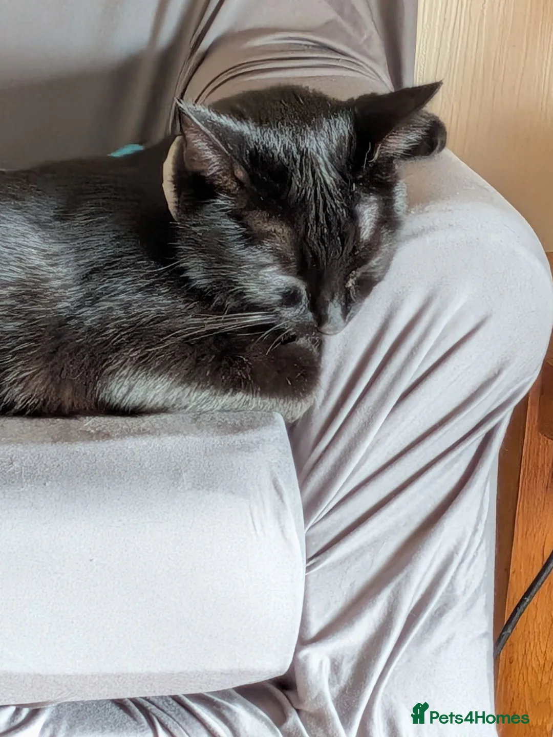 Mixed Breed cats for sale: Cats for rehoming - Advert 1