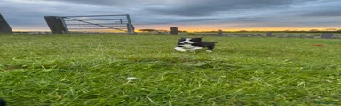 Border Collie 5