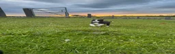 Border Collie dogs for sale: Adorable Sheepdog Pups Working Lines/Family Raised - Advert 8