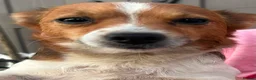 Mixed Breed dogs for sale: JackShitawowas in Poole - Advert 7