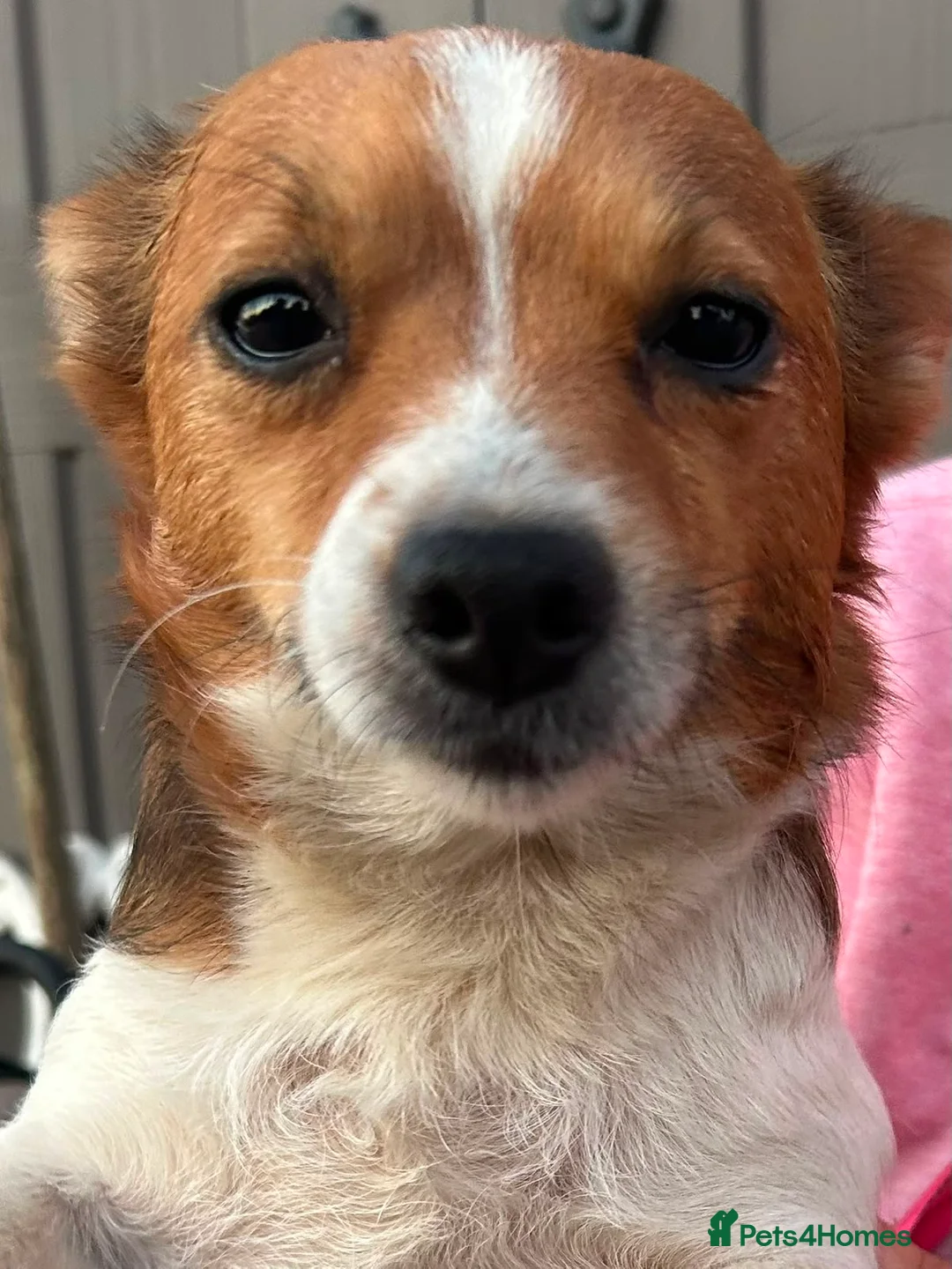 Mixed Breed dogs for sale: JackShitawowas in Poole - Advert 7