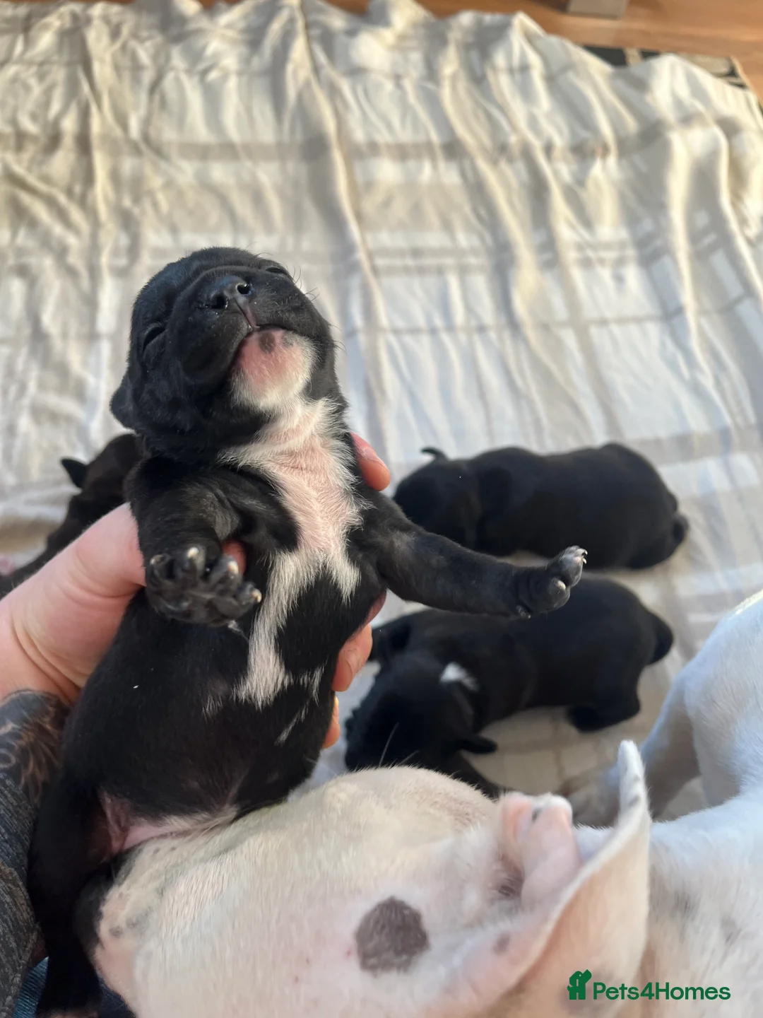 Staffordshire Bull Terrier dogs for sale: Champion bloodline 🏆 kc registered staffy pups  - Advert 8