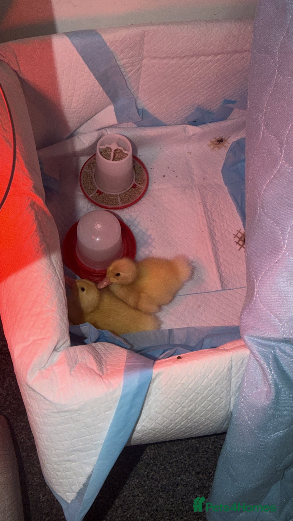 Mixed Breed birds Braddock white babies - Advert 9