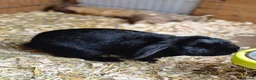 Dutch rabbits for sale: Male Dwarf Lop Bunny Free to good home  - Advert 5
