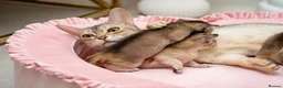 Abyssinian cats for sale: Exceptional Pedigree 6 Abyssinians-Super Friendly - Advert 24