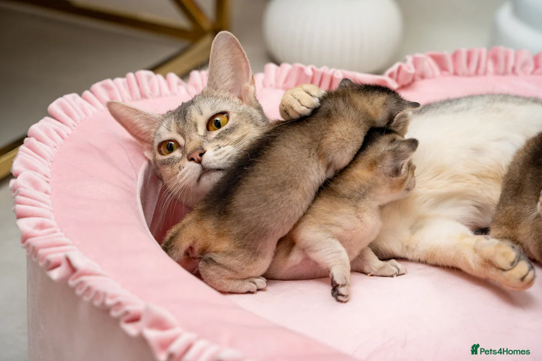 Abyssinian cats for sale: Exceptional Pedigree 6 Abyssinians-Super Friendly - Advert 24