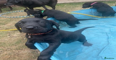 Labrador Retriever dogs - Advert 13