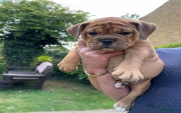 Old Tyme Bulldog dogs for sale: **Chunky NEBBER OLD TYME BULLDOG** - Image 19