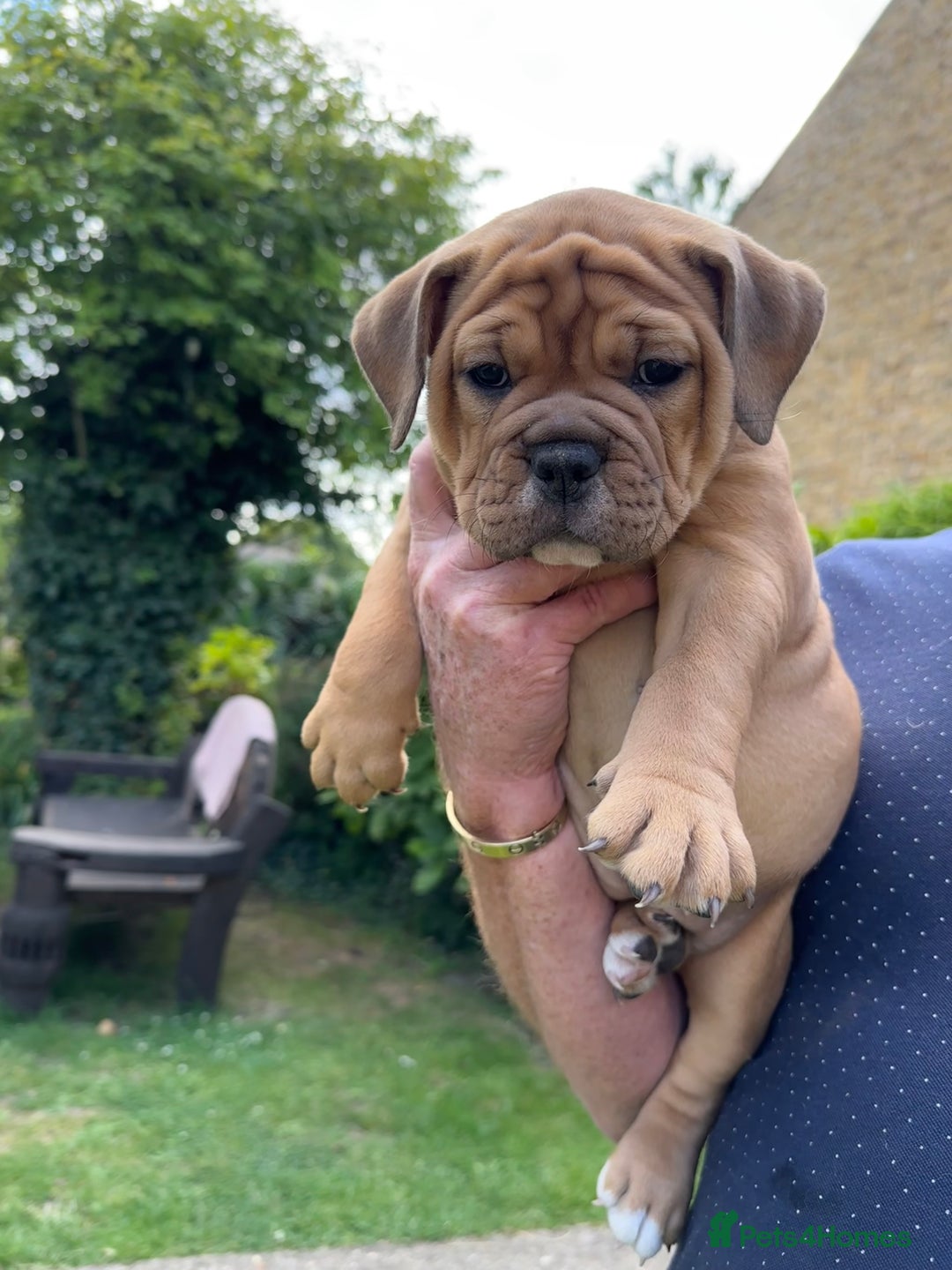Old Tyme Bulldog dogs for sale: **Chunky NEBBER OLD TYME BULLDOG** - Image 19