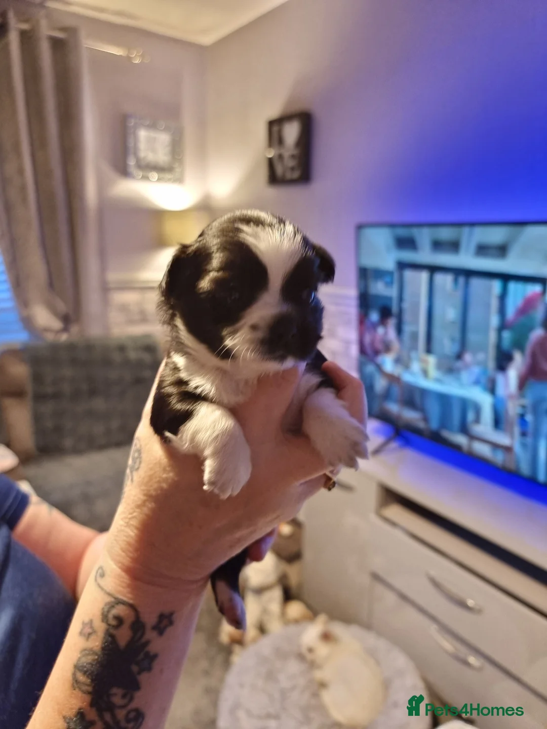 Chihuahua dogs for sale: Chihuahua  - Advert 7