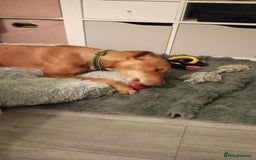 Mixed Breed dogs for sale: Gorgeous 1yr old male Cross - Advert 3