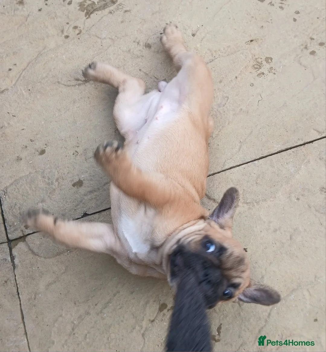 French Bulldog dogs for sale: 5 Beautiful French Bulldog looking for a new home in Wellingborough - Advert 7