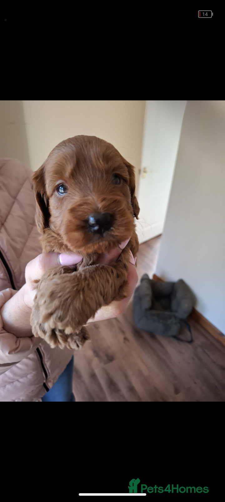 Cockapoo dogs Cockapoo Puppies F1 RED ♥️!!!!. - Advert 1