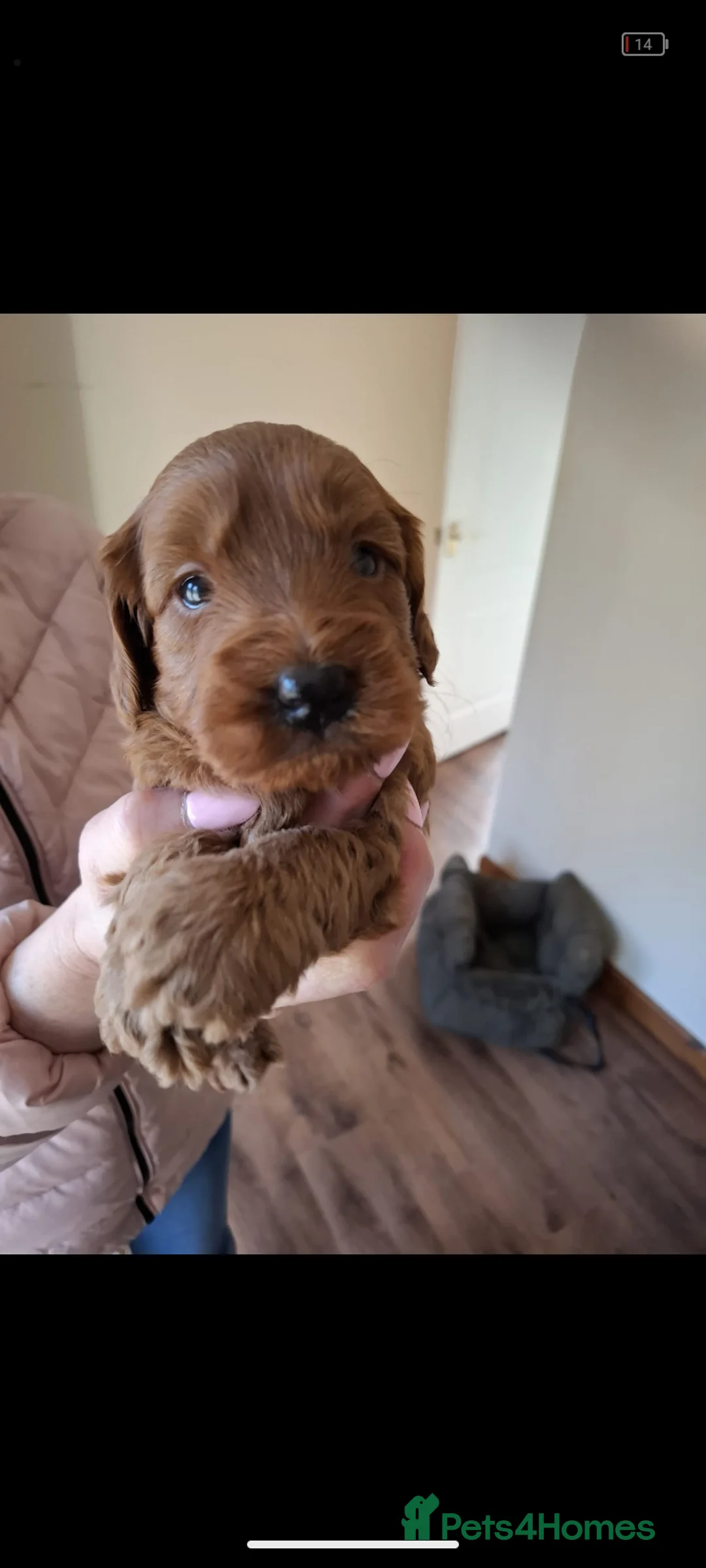 Cockapoo dogs for sale: Cockapoo Puppies F1 RED ♥️!!!!. in Glenrothes - Advert 1