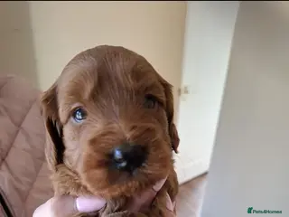 Cockapoo dogs Cockapoo Puppies F1 RED ♥️!!!!. - Advert 1