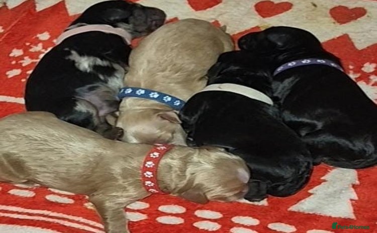 Cockapoo dogs - Advert 6