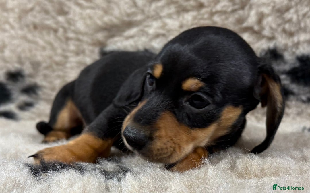Miniature Dachshund dogs for sale: Miniature dachshund - Image 23