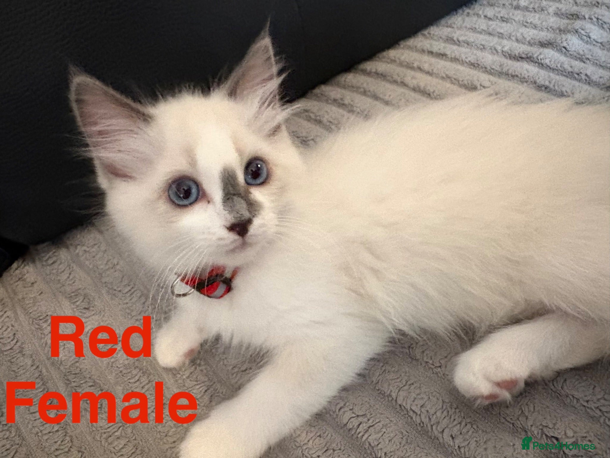 Ragdoll cats Pure Ragdoll Kittens Ready to leave  - Advert 1