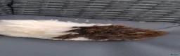 Guinea Pig rodents for sale: Baby boy guinea pigs - Advert 5