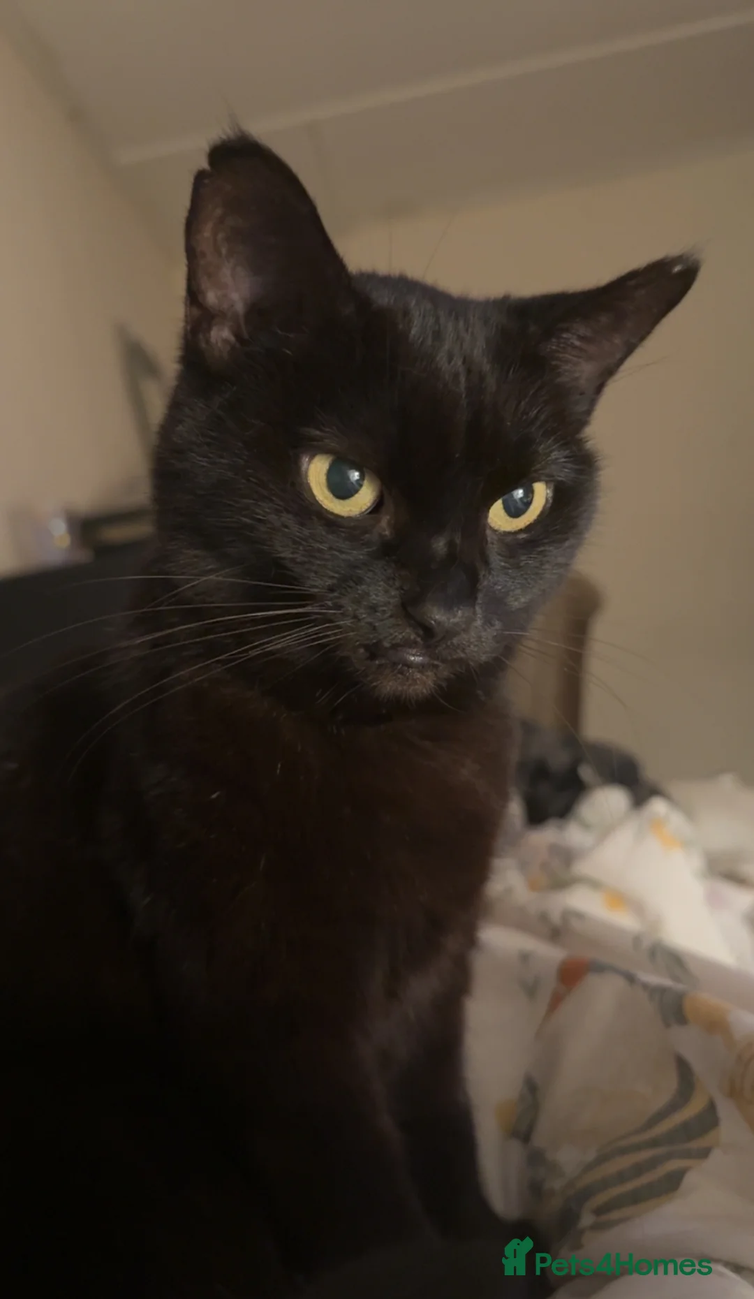 Domestic Shorthair cats for sale: Domestic shorthair  in Saltash - Advert 2