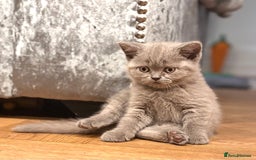 British Shorthair cats for sale: LILAC & BLUE MALE BRITISH SHORTHAIRS - Image 12