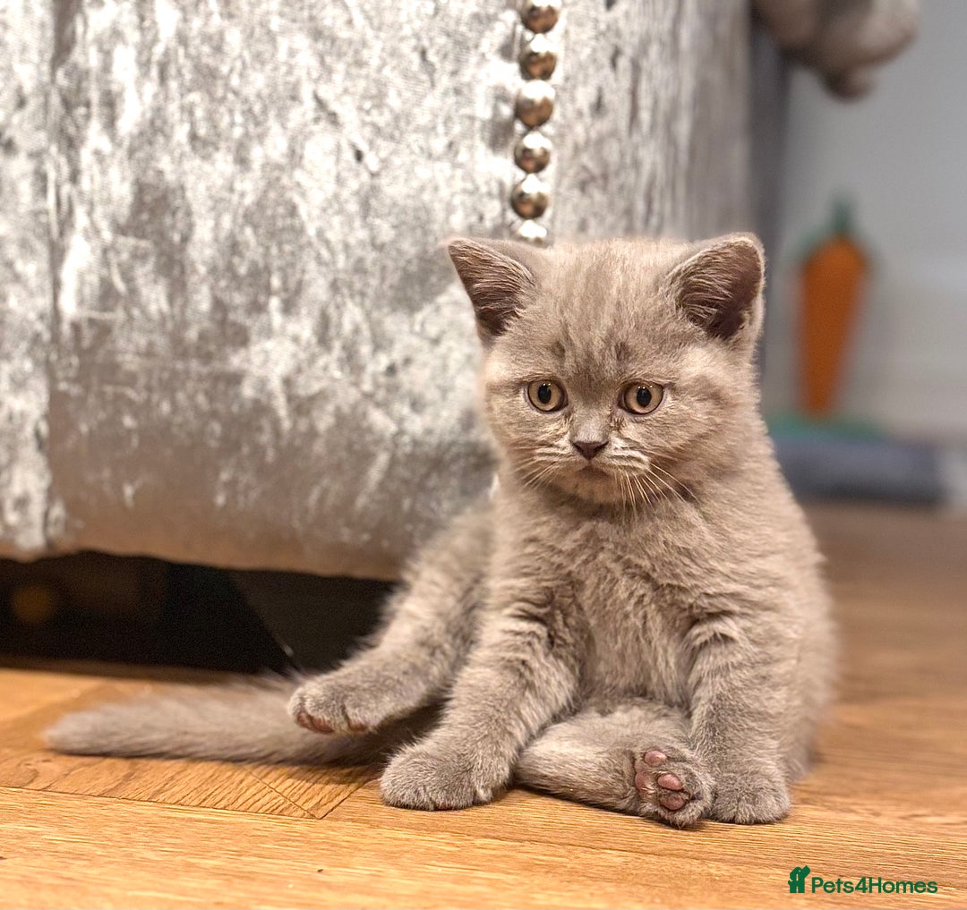 British Shorthair cats for sale: LILAC & BLUE MALE BRITISH SHORTHAIRS - Image 12