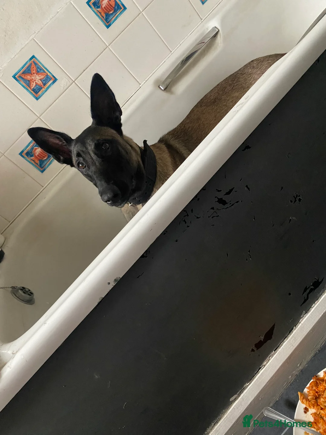 Belgian Shepherd Dog dogs for sale: Belgian malinios  - Advert 3