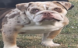 English Bulldog dogs for sale: English bulldog female  - Image 2