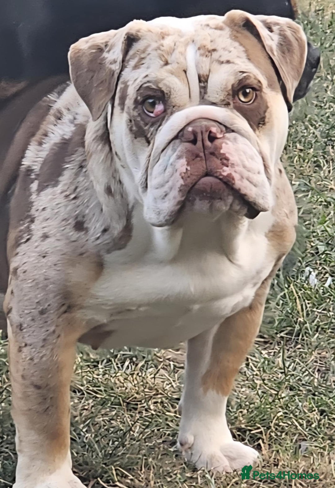 English Bulldog dogs for sale: English bulldog female  - Image 2