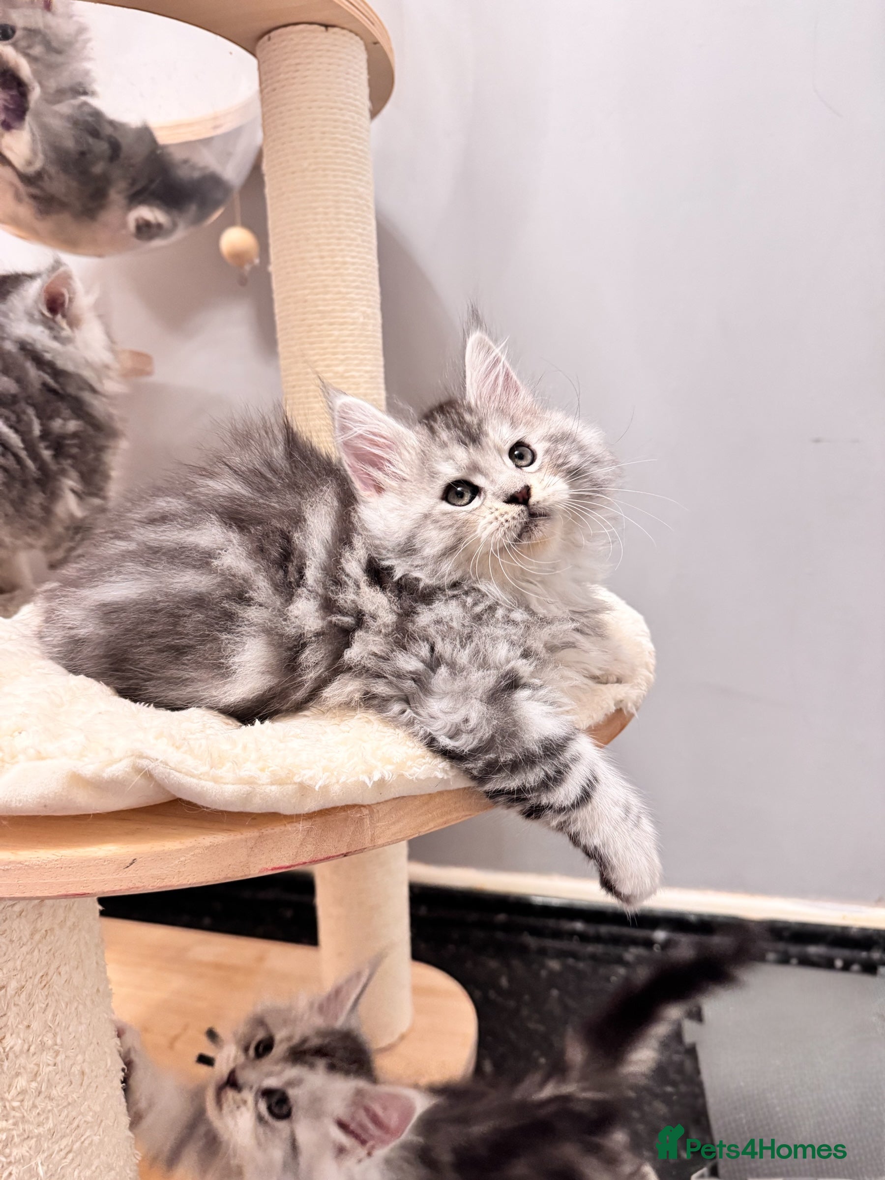 Maine Coon cats 🌟🌟Beautiful Maine Coon kittens🌟🌟 - Advert 5