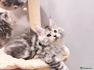 Maine Coon cats 🌟🌟Beautiful Maine Coon kittens🌟🌟 - Advert 5