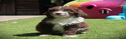 Bordoodle dogs for sale: Gorgeous Bordoodles - Advert 7