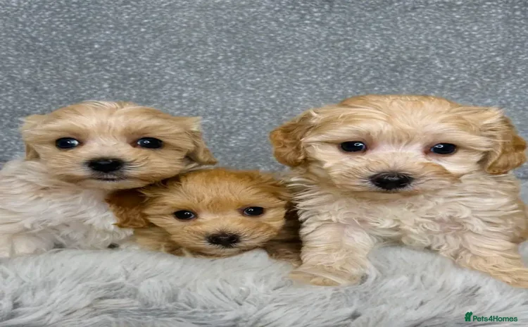 Maltipoo dogs - Advert 1