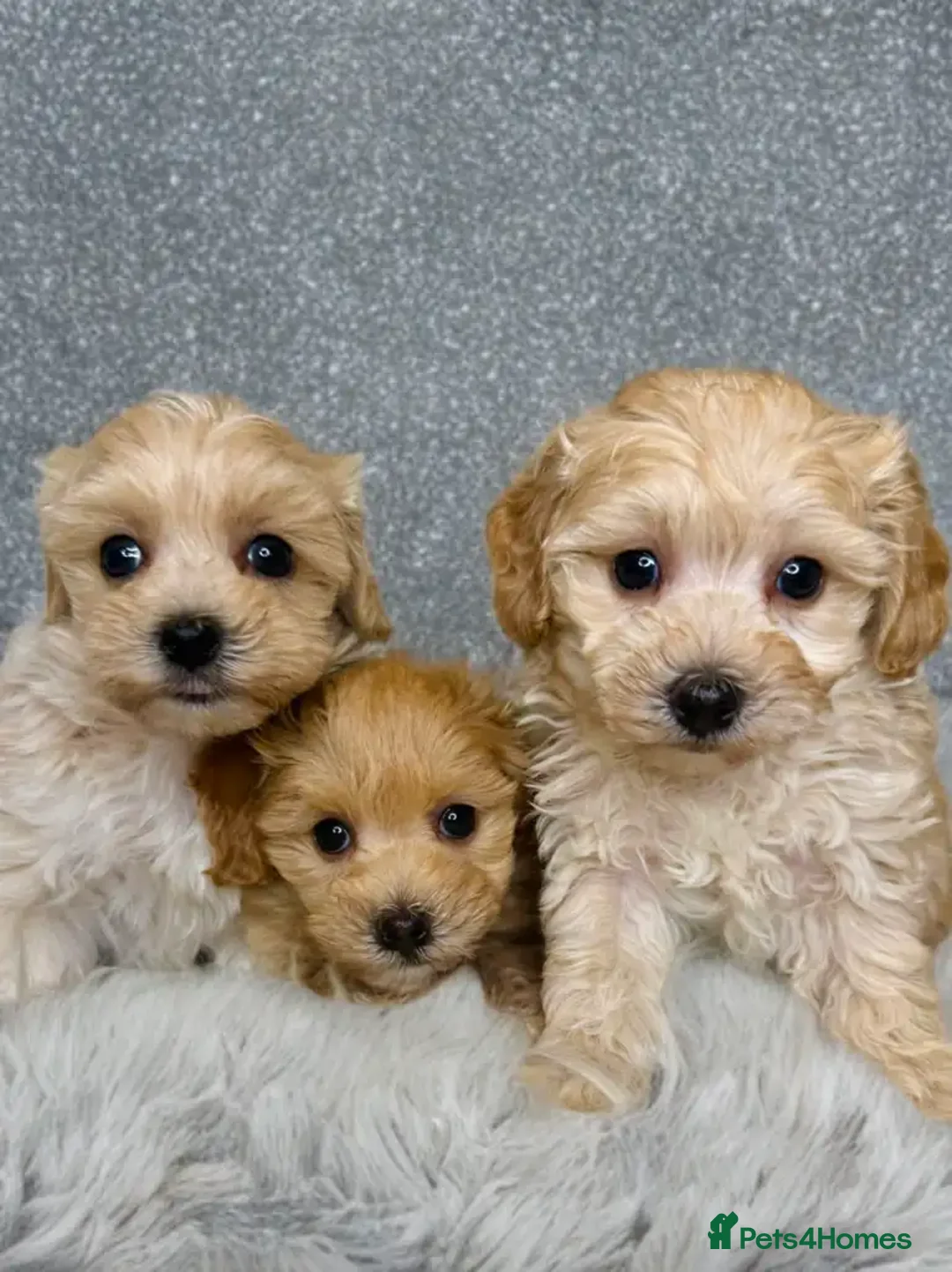 Maltipoo dogs for sale: Beautiful tiny size Maltipoo Puppies Available!  - Image 1