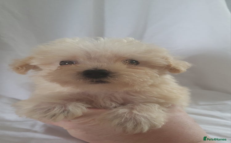 Morkie dogs - Advert 3