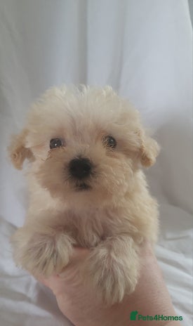 Morkie dogs - Advert 5