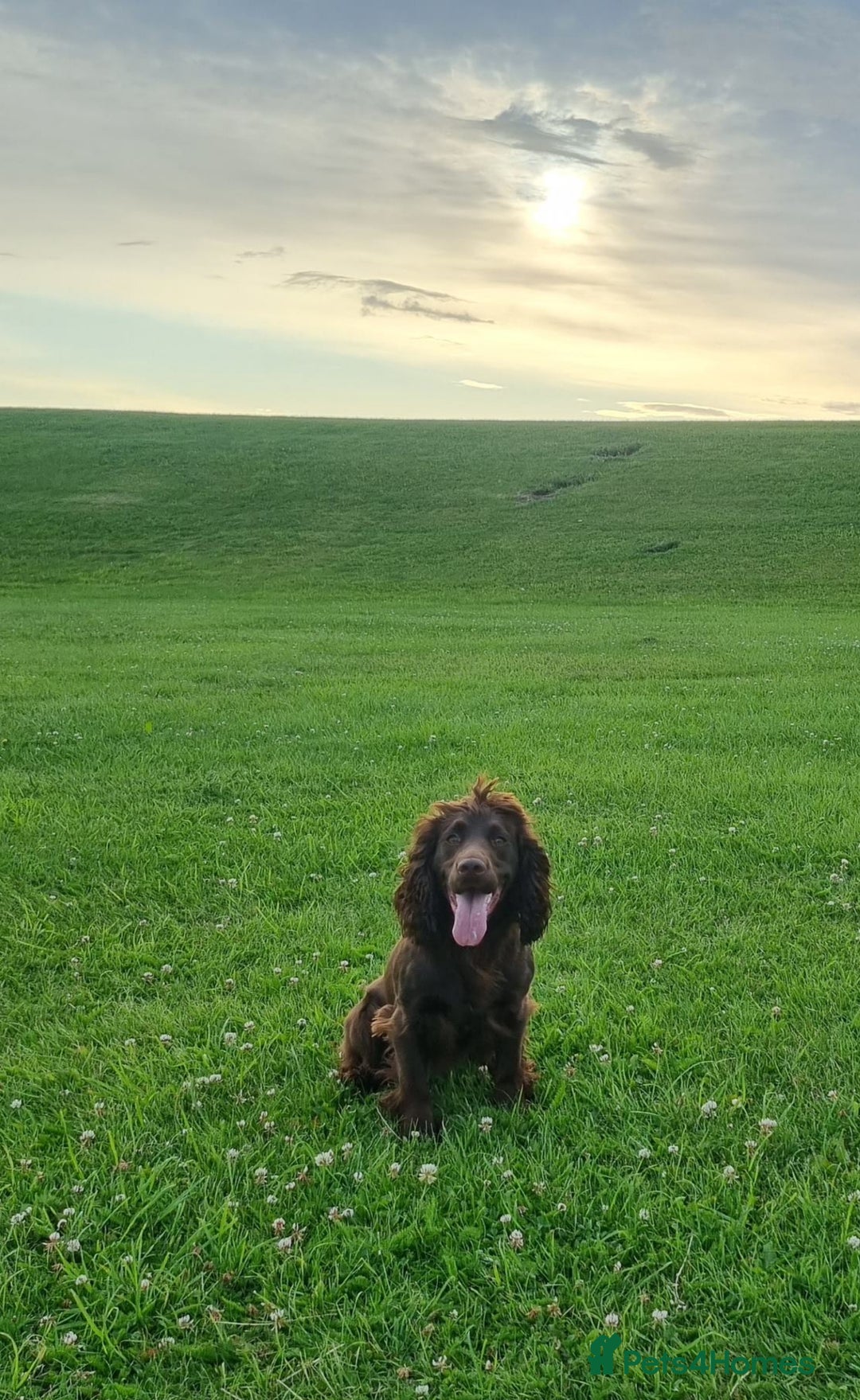 Cocker Spaniel dogs for sale: Kc registered female chocolate cocker spaniel - Advert 6