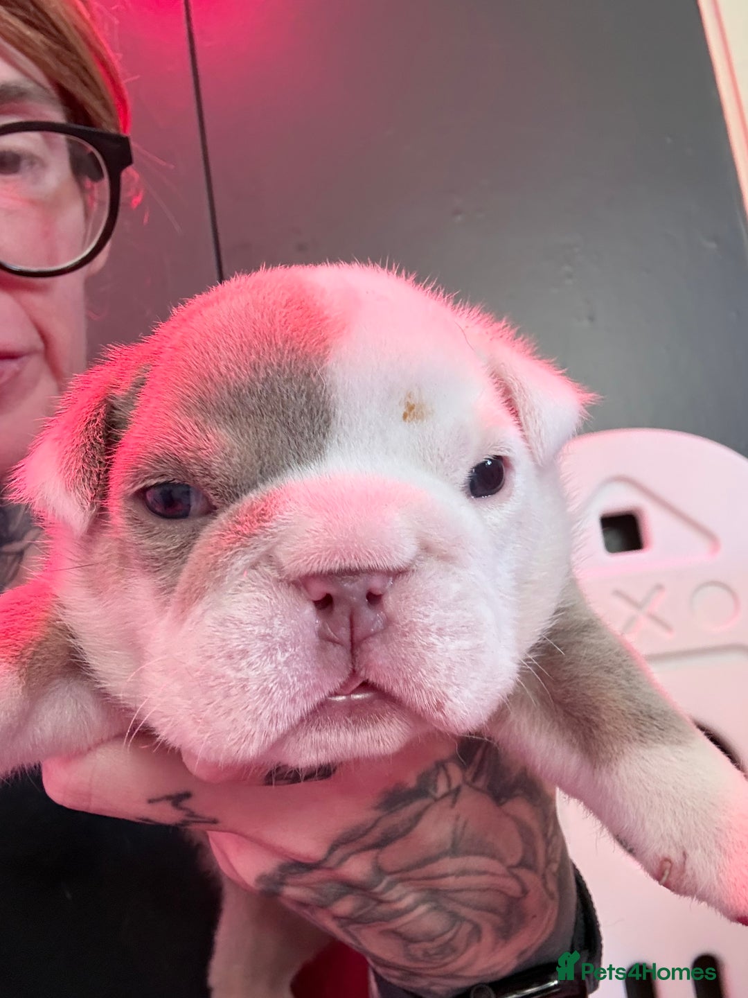 English Bulldog dogs for sale: Beautiful litter of blue fawn English bulldogs - Image 10