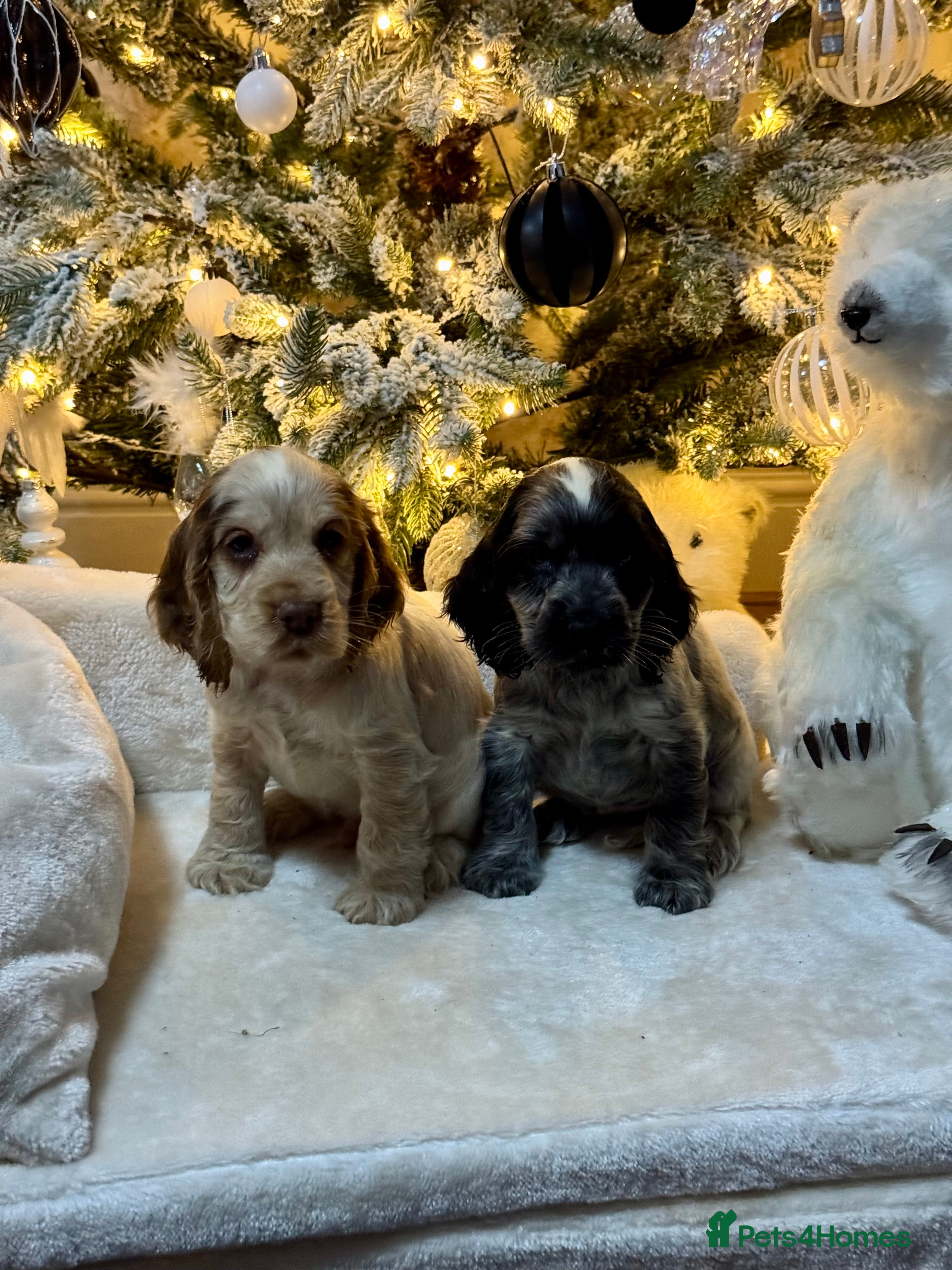 Cocker Spaniel dogs 2left gorgeous show type cocker spaniel dna clear  - Advert 1