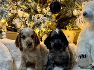 Cocker Spaniel dogs 2left gorgeous show type cocker spaniel dna clear - Advert 4